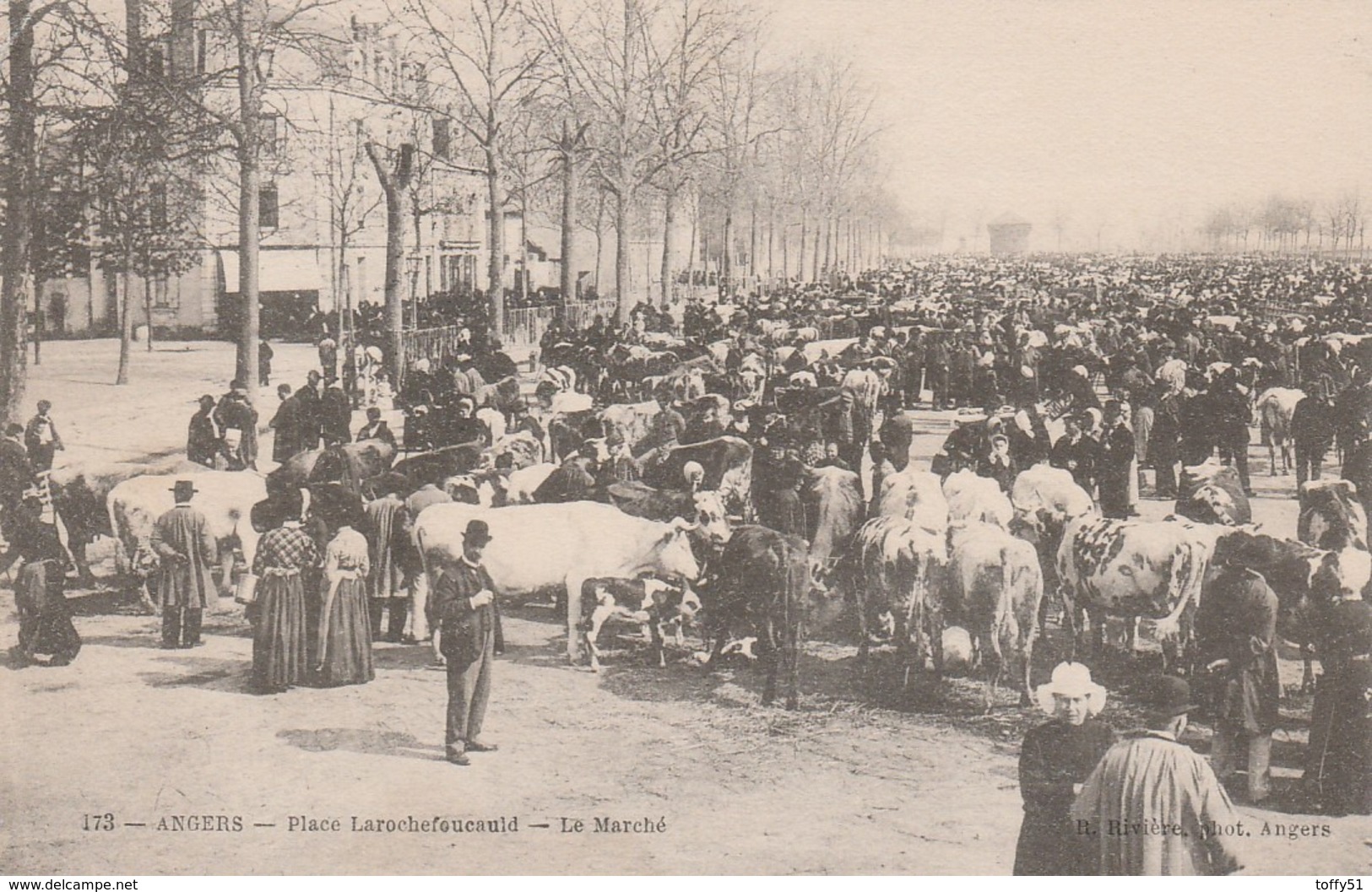 CPA:ANGERS (49) MARCHÉ BÉTAIL PALCE LAROCHEFOUCAULD ...ÉCRITE - Angers