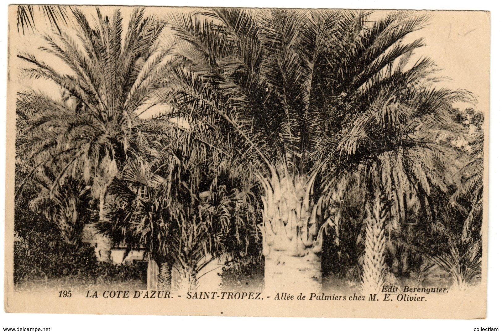 SAINT-TROPEZ - Allée De Palmiers Chez M. E. Olivier - Saint-Tropez