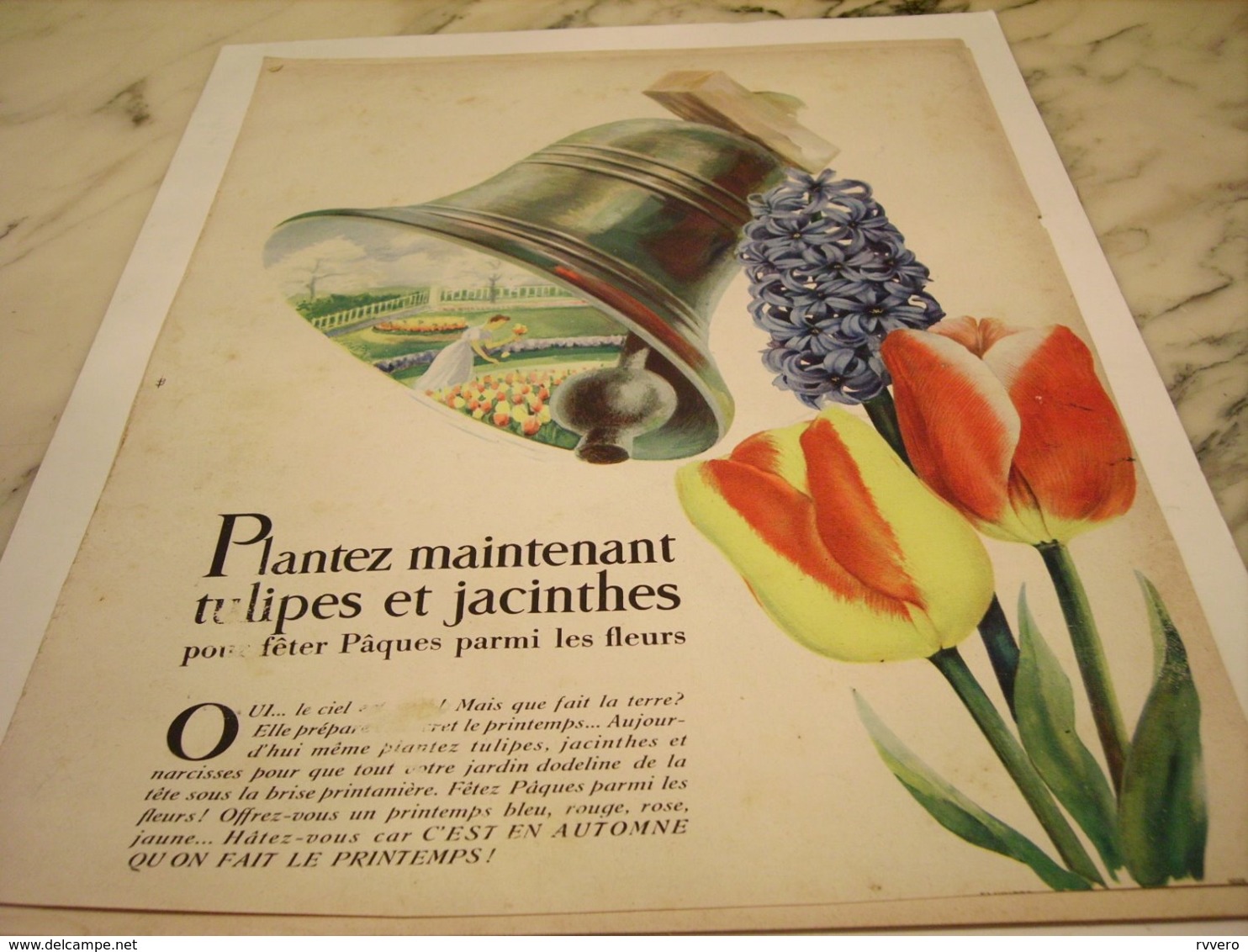 ANCIENNE  PUBLICITE PLANTEZ TULIPES ET JACINTHES  1952 - Autres & Non Classés