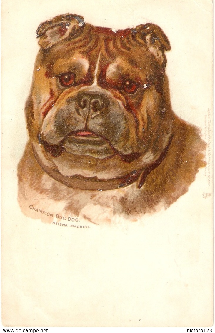 "Helena Maguire. Campion Bull Dog"  Tuck Animal Life Series PC # 567 - Asti