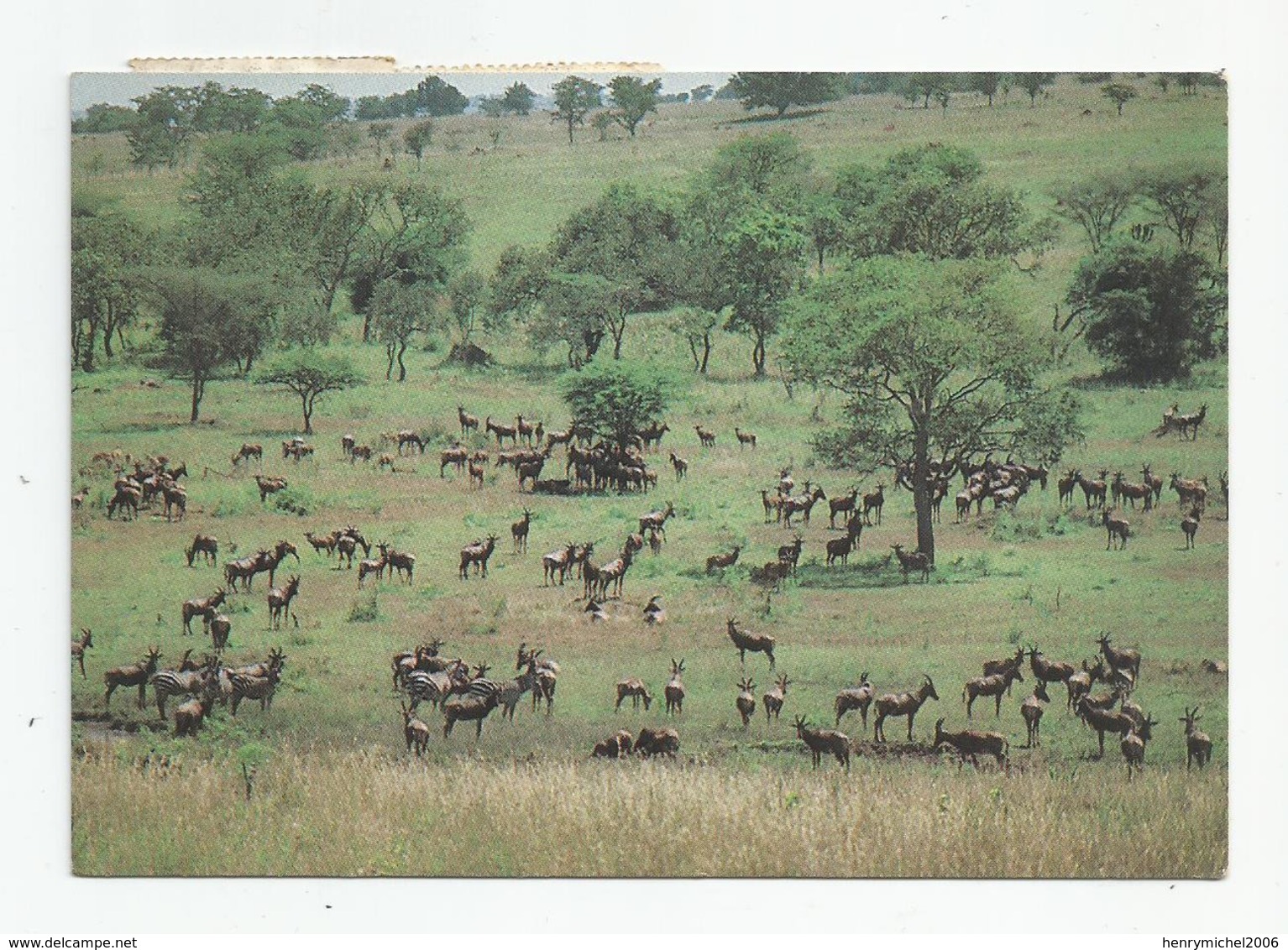 Afrique Rwanda Troupeau Antilope Topi Parc Akagera - Ruanda