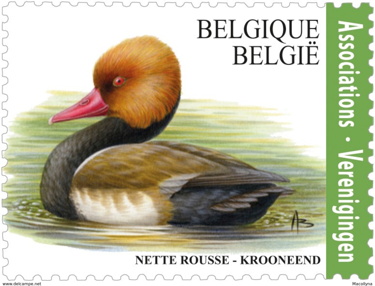 BUZIN 4759** Krooneend / Oiseaux - Vogels - Birds - Nette Rousse** - 1985-.. Vogels (Buzin)