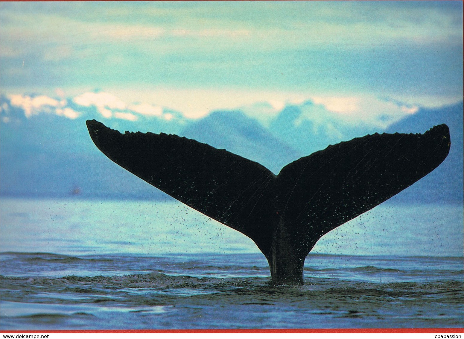 CANADA - Baleine-Whale-  Format 17 X 12 Cm- Photo Reflexion--scans Recto Verso- Paypal Free - Moderne Ansichtskarten