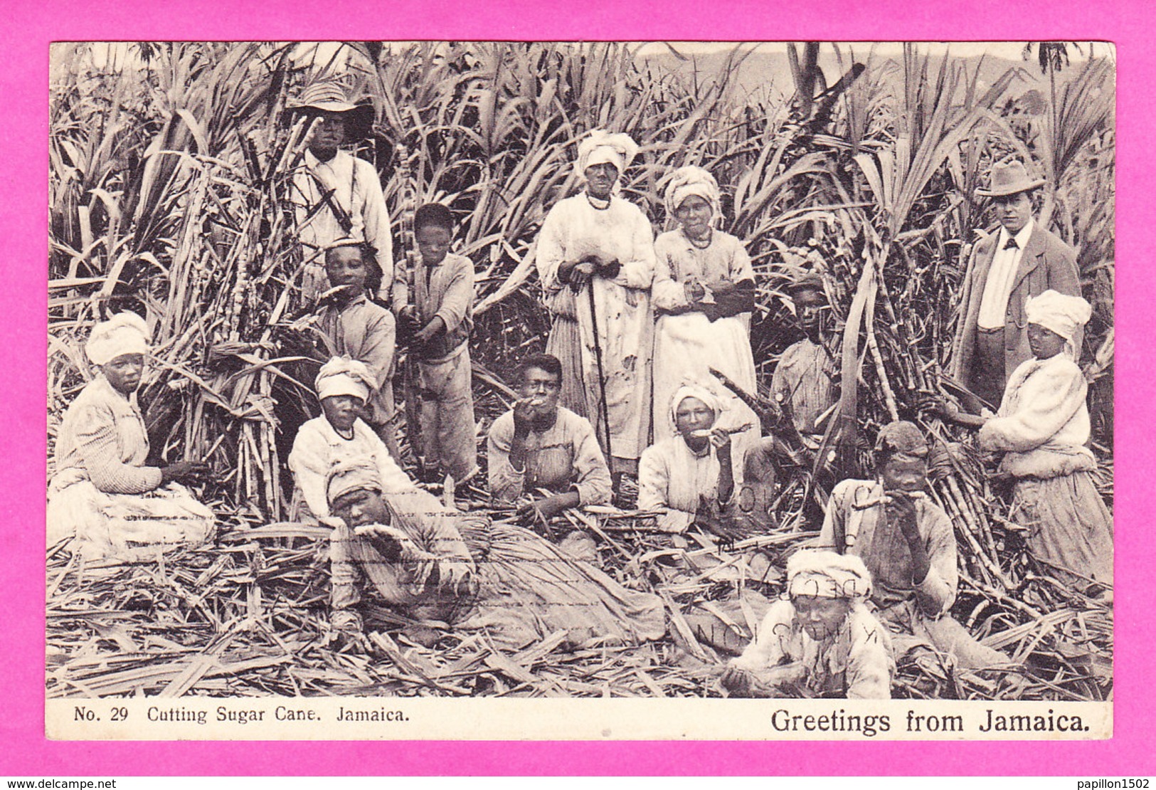 E-Jamaique-01P67  Coupeurs De Cane à Sucre (cutting Sugar Cane), Belle Animation, Cpa BE - Jamaica