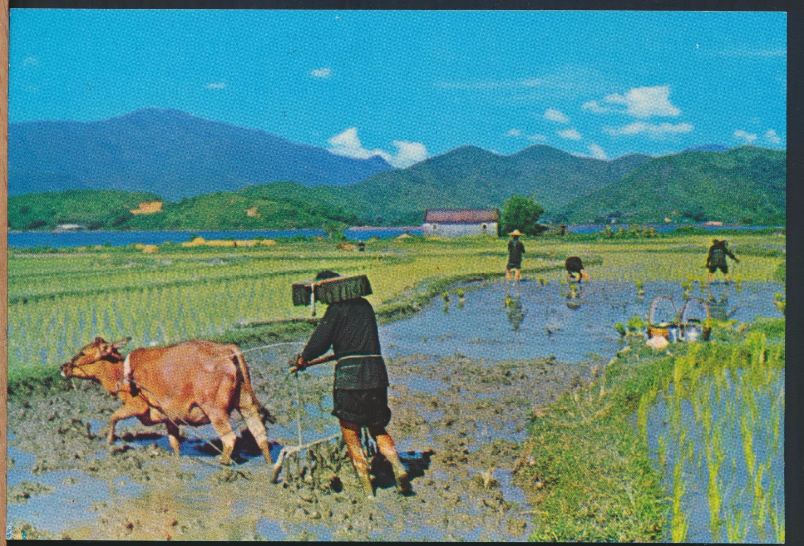 °°° 4855 - HONG KONG - PLOUGHING AND PLANTING °°° - Cina (Hong Kong)