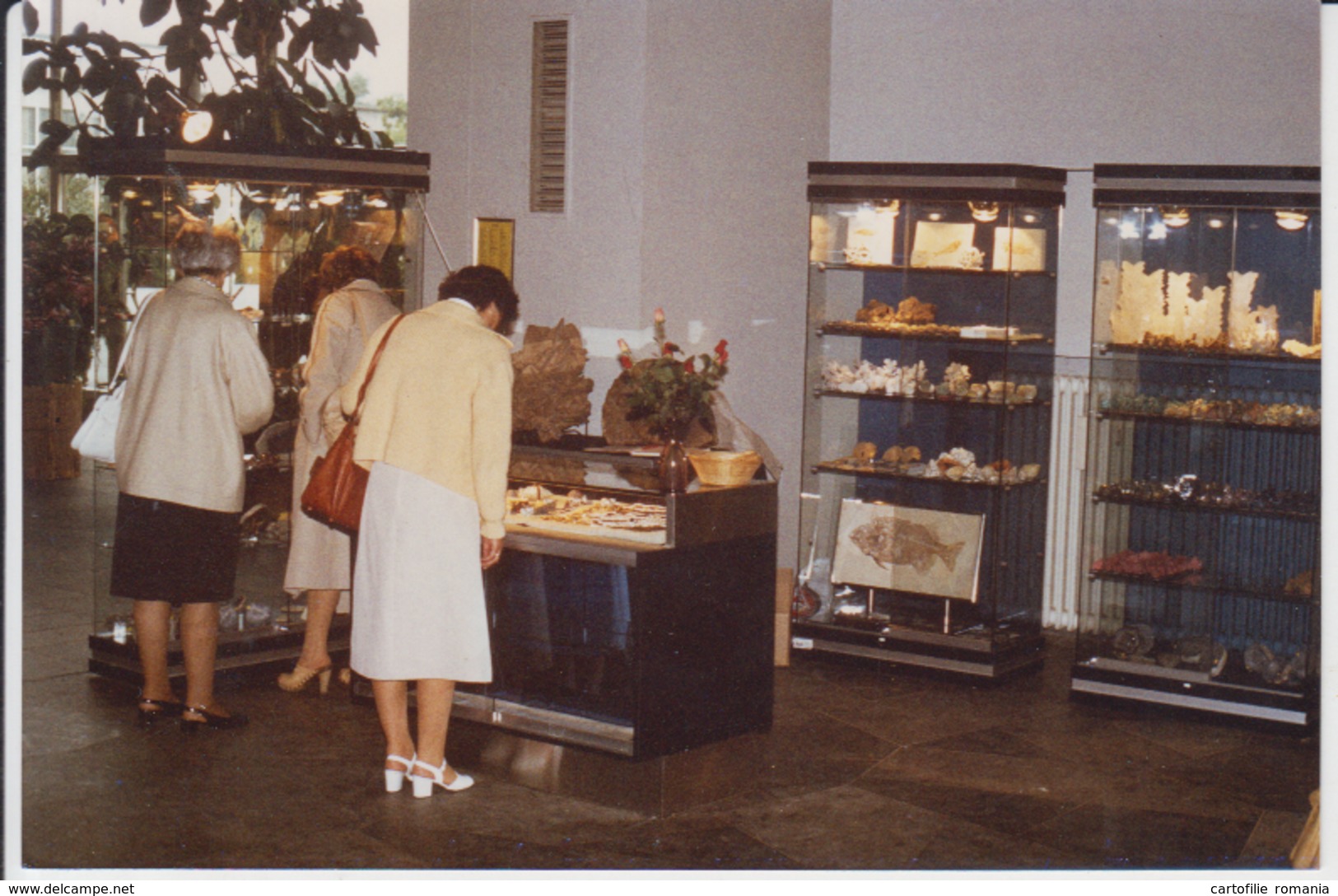 Bad Salzuflen - Rocks And Minerals Exhibition, Museum,  Unused (real Photo, Postcard Size) - Bad Salzuflen