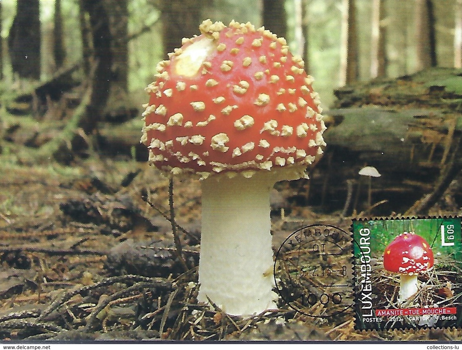 3.12.2013  -  Champignons  -  " Amanite " Tue Mouche  -  Photo Christine Morgner - Cartes Maximum