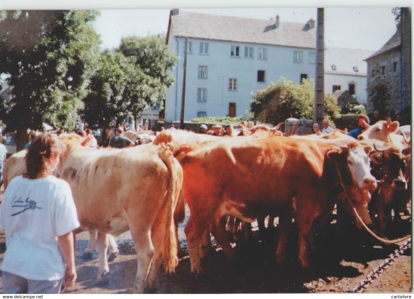 CPM 48 NASBINALS ... Sur Le Foirail (Livenais) Marché Aux Vaches - Other & Unclassified