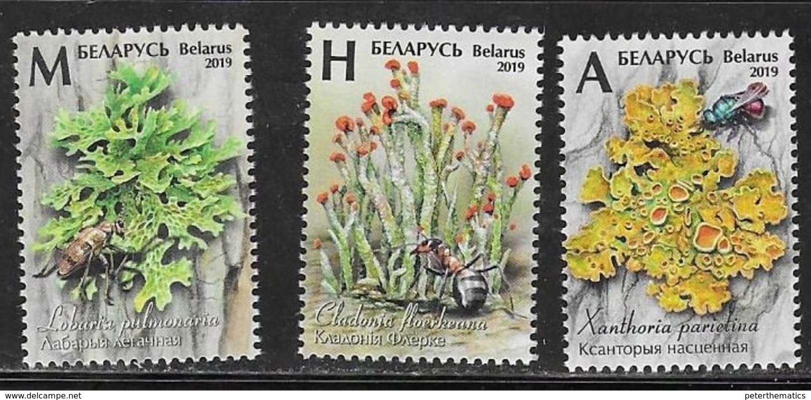 BELARUS, 2019, MNH,LICHENS, INSECTS, ANTS, BEETLES, 3v - Andere & Zonder Classificatie