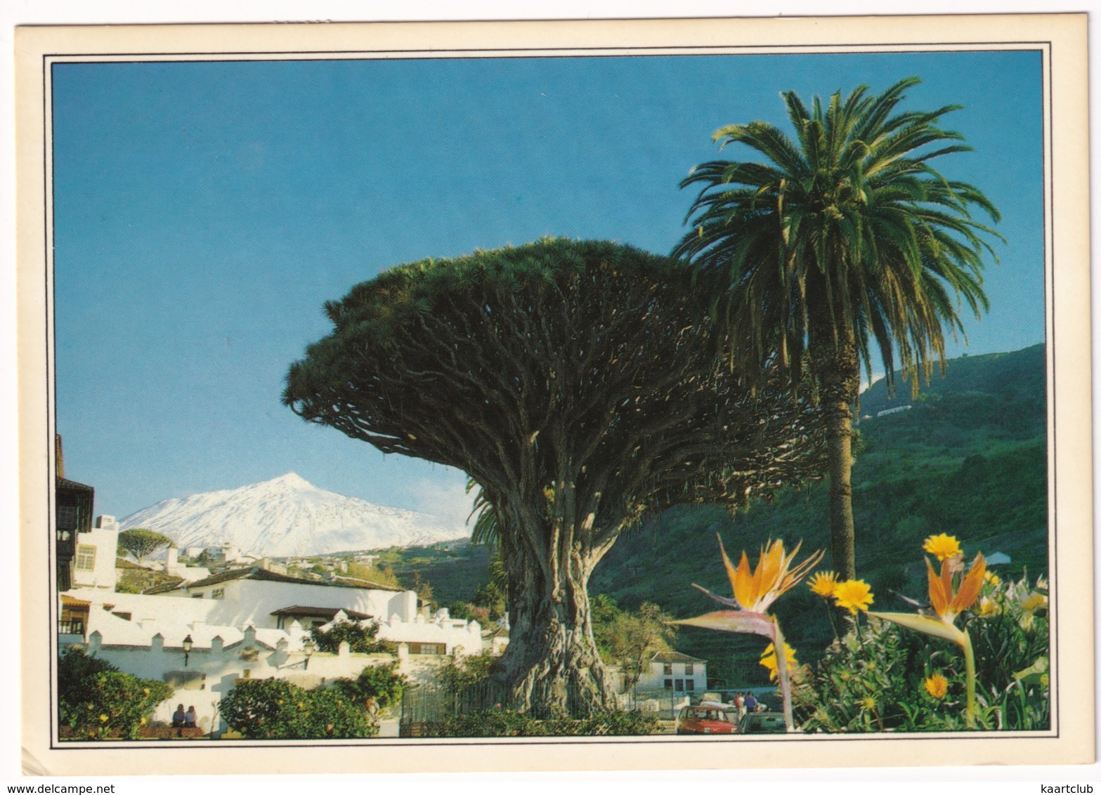 Tenerife - Drago Milenario Y El Teide - Icod De Los Vinos - (Islas Canarias) - Tenerife