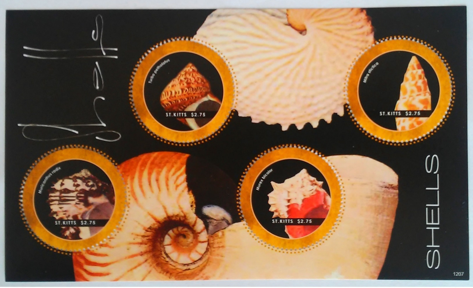 St. Kitts 2007**Mi.1286-89 Shells , MNH [4;7] - Coneshells