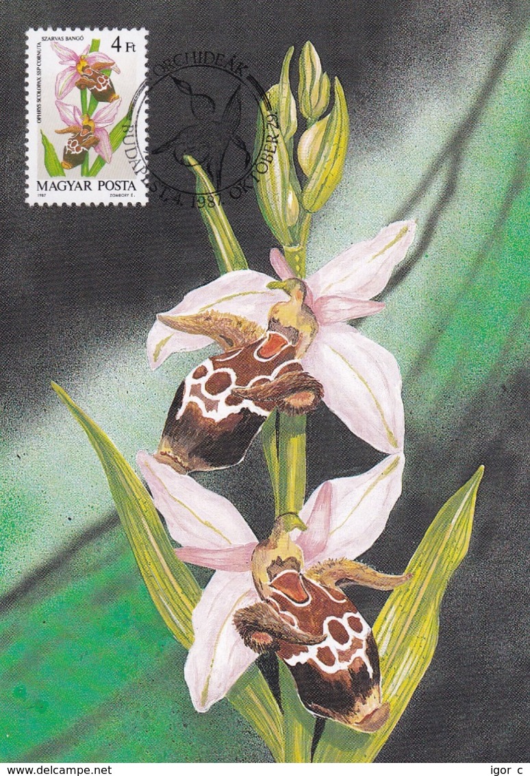 Hungary 1987 Maximum Card; Flora Flowers; Orchid Orchis Orchidee - Orchideen