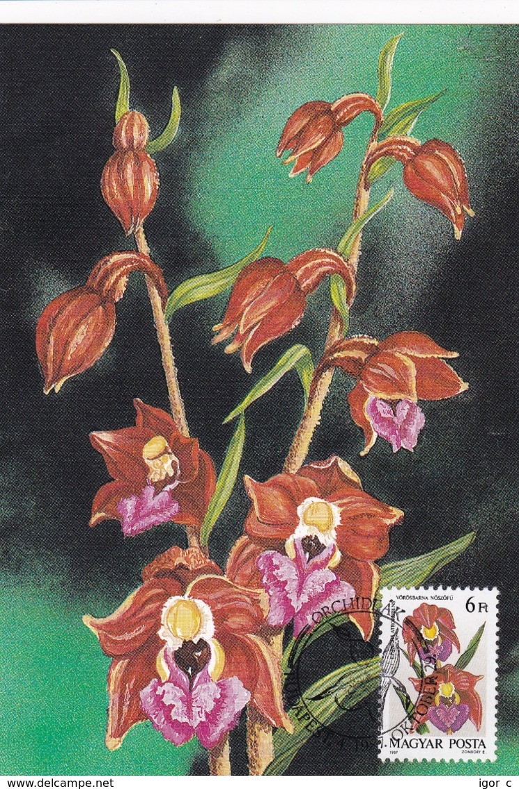 Hungary 1987 Maximum Card; Flora Flowers; Orchid Orchis Orchidee - Orchideen