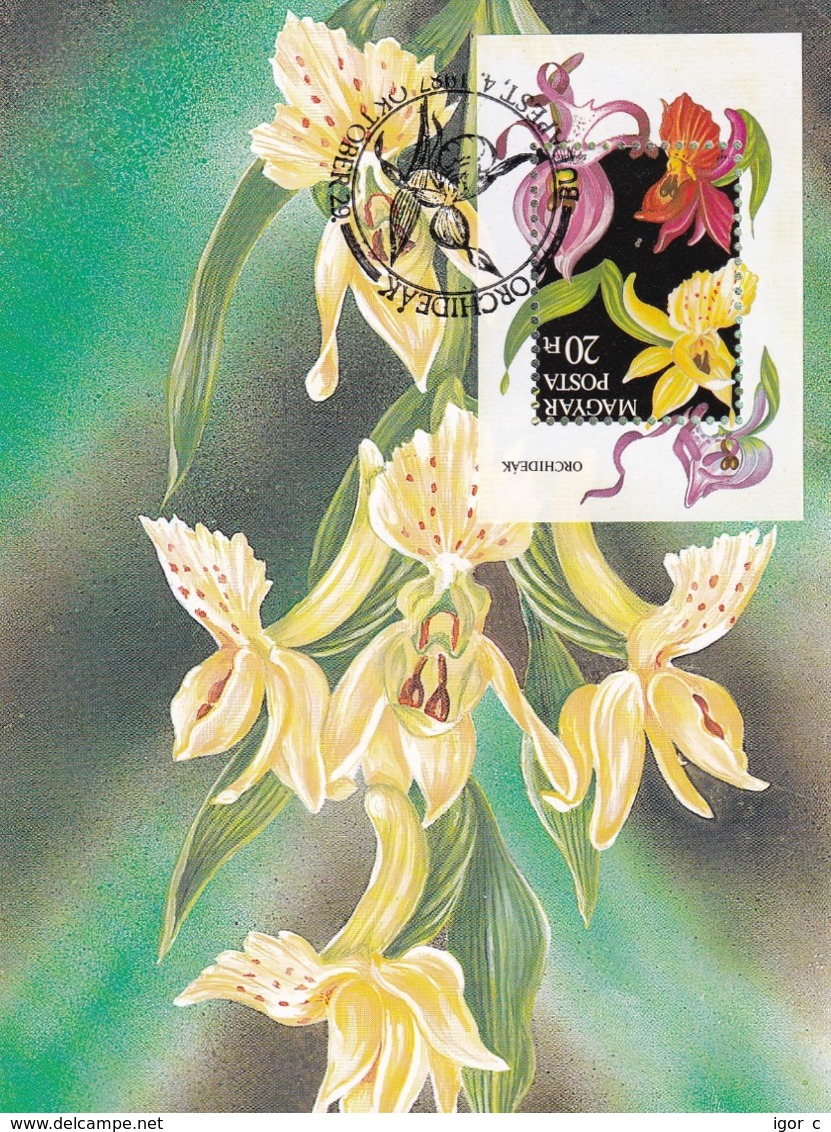 Hungary 1987 Maximum Card; Flora Flowers; Orchid Orchis Orchidee - Orchideen