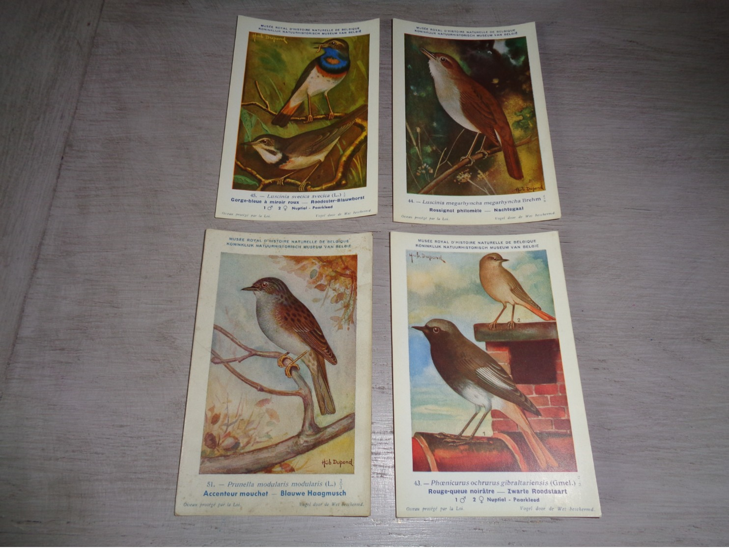 Beau Lot De 10 Cartes Postales Oiseaux  Oiseau  Illustrateur H.Dupond     Mooi Lot Van 10 Postkaarten Van Vogels  Vogel - 5 - 99 Cartoline