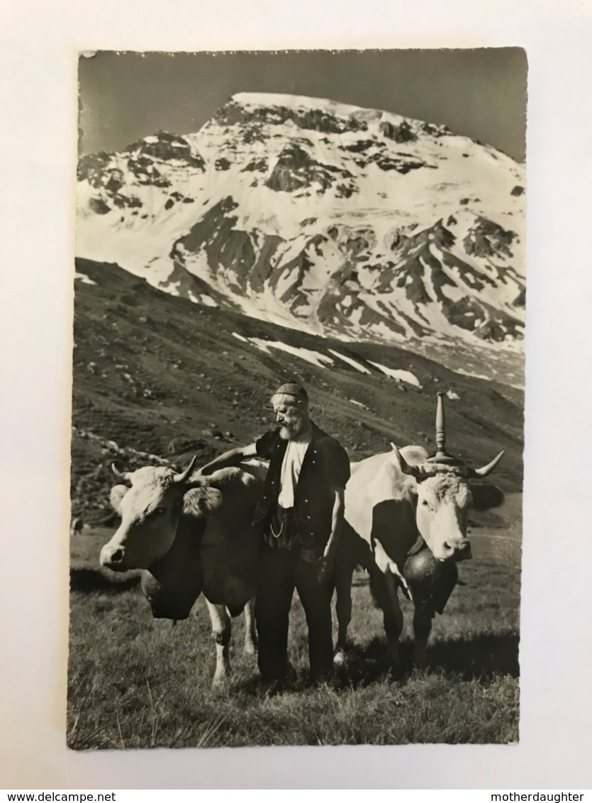 CPA CIRCULEE - SUR L'ALPE - HOMME AVEC VACHES - CLOCHES - MONTAGNE AU FOND - Mon