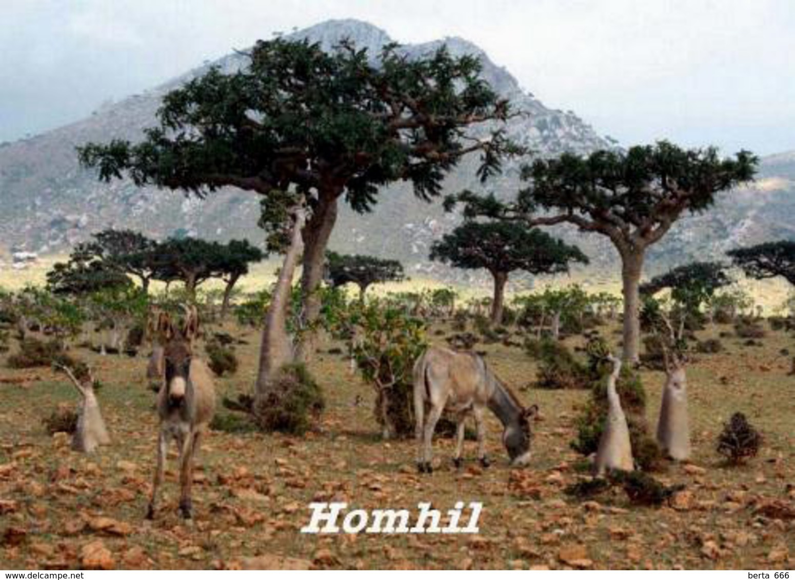 Socotra Island UNESCO Homhil Yemen New Postcard Sokotra Insel AK - Yemen