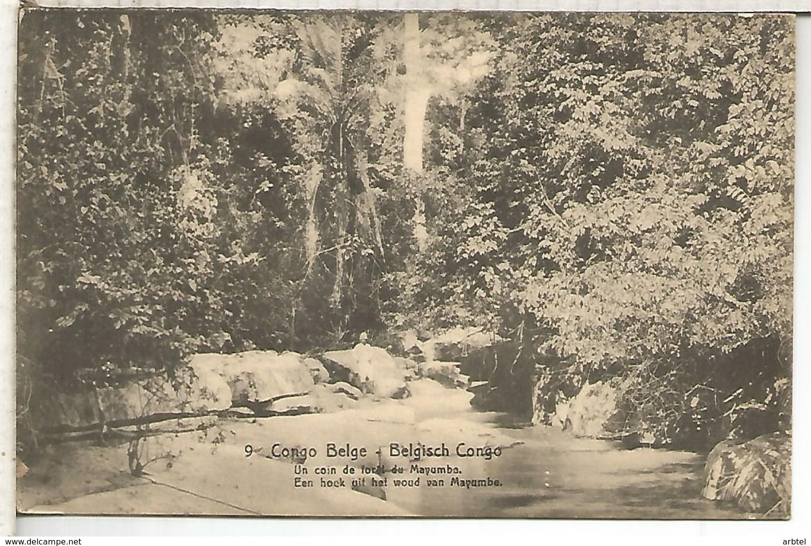 CONGO BELGA ENTERO POSTAL 1921 BOSQUE DE MAYUMBE ARBOL TREE - Árboles