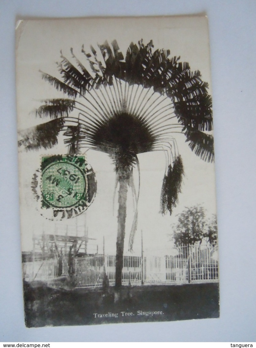 Malaya Malaisie Singapore Traveling Tree L'arbre Du Voyageur Used 1937 Stamp Negri Sembilan Yv 21 - Malaysia