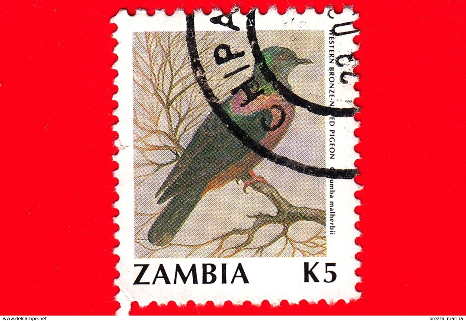 ZAMBIA  - Usato - 1990 -  Uccelli - Birds -  Western Bronze-naped Pigeon - K5 - Zambia (1965-...)