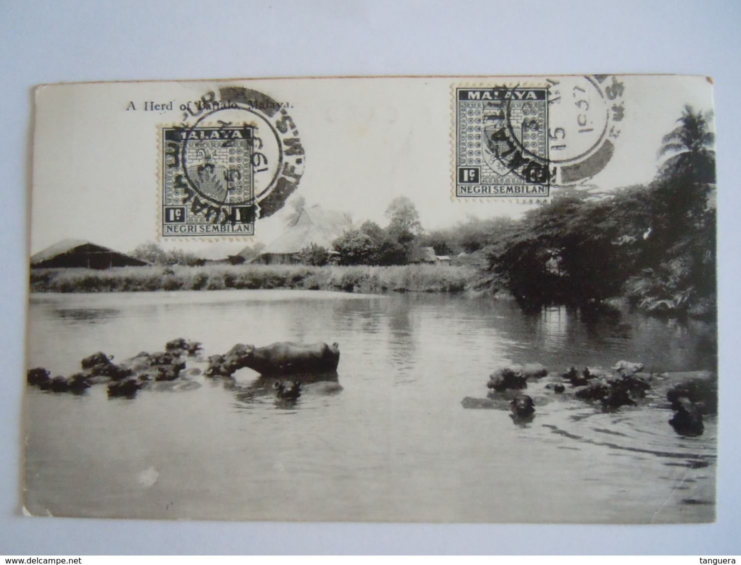 Malaya Malaisie A Herd Of (baffalo) Buffalo Used 1937 Stamp Negri Sembilan 1c Yv 20 - Malaysia