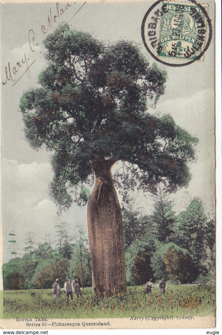 162/ Bottle Tree, Picturesque Queensland 1906 - Autres & Non Classés