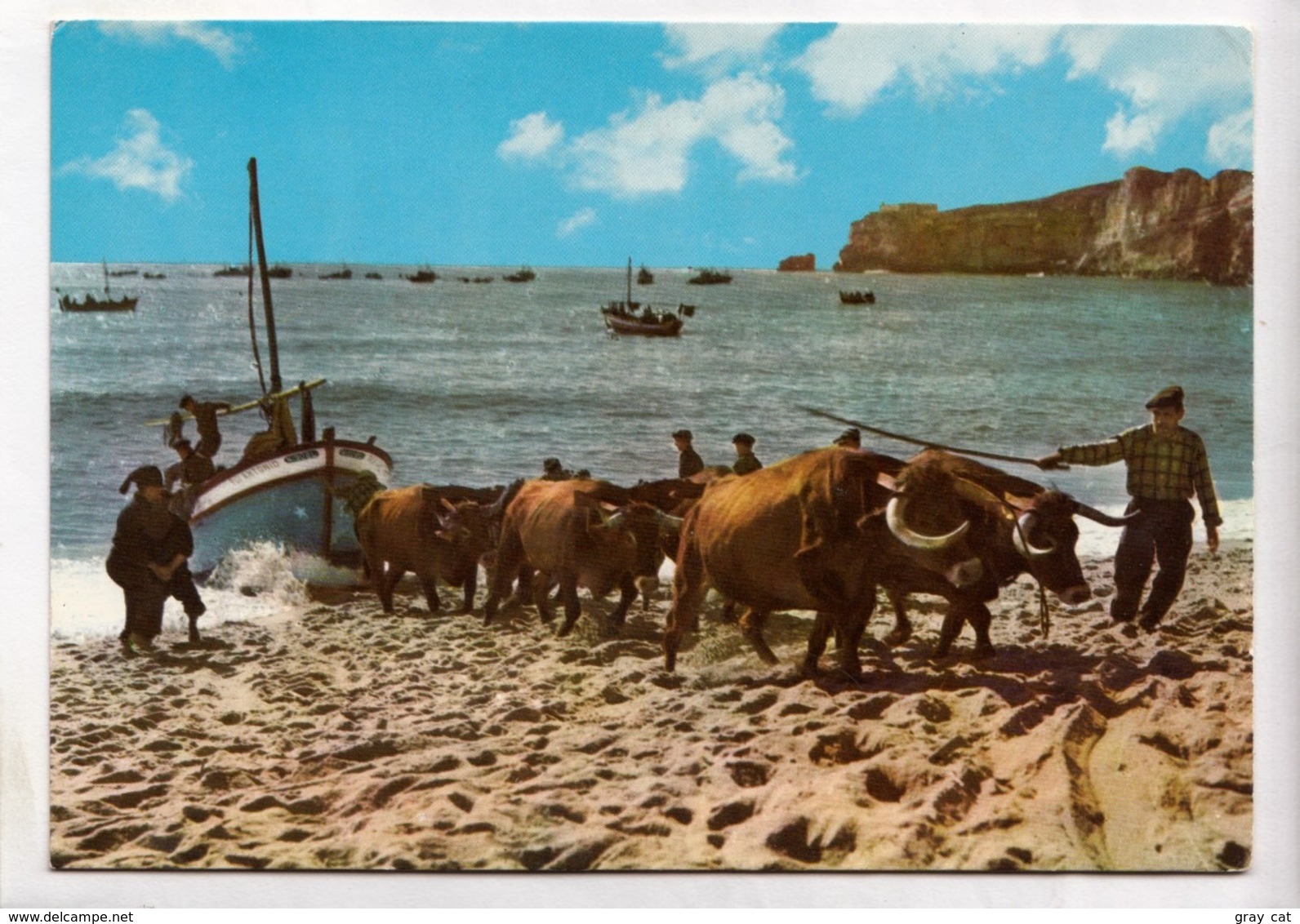 NAZARE, Portugal, Arrasto Dos Barcos, Pulling Of The Boats, Unused Postcard [23718] - Other & Unclassified