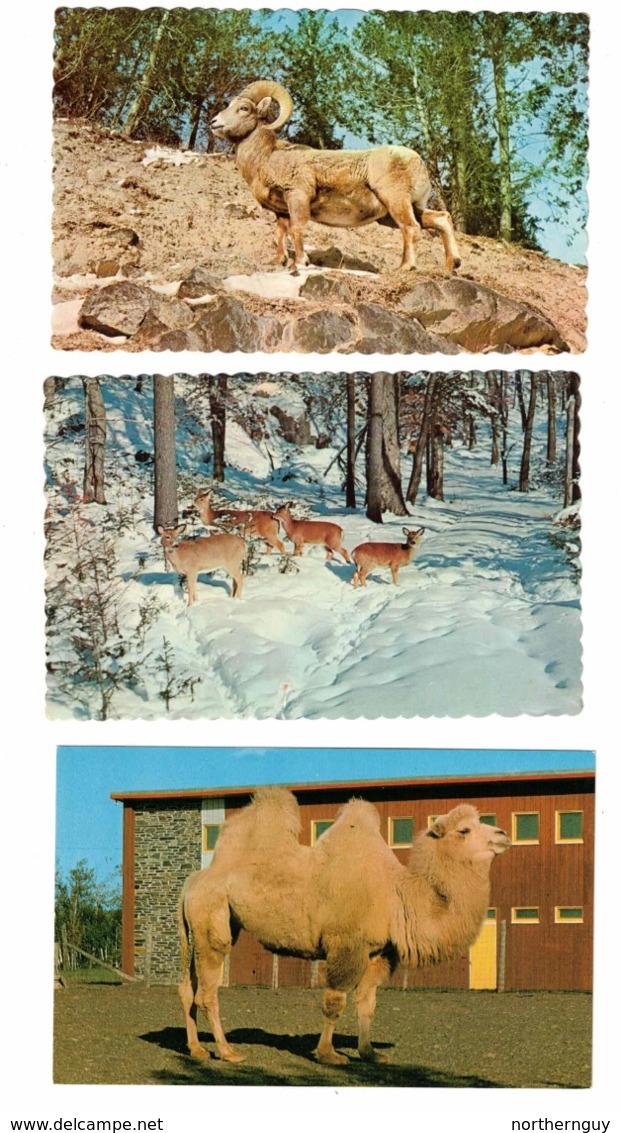 3 GRANBY, Quebec, Canada, Granby Zoo, 3 Different Animals, Old Chrome Postcards - Granby