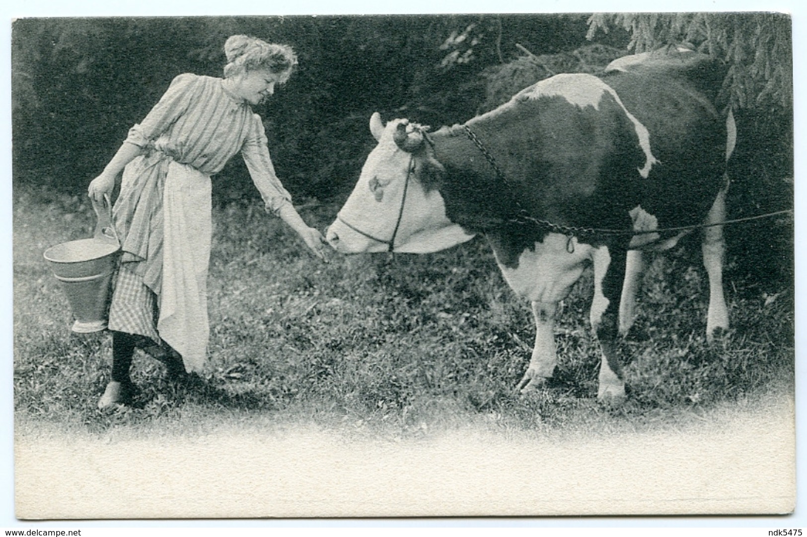 MILKING : MILKMAID AND COW - Other & Unclassified