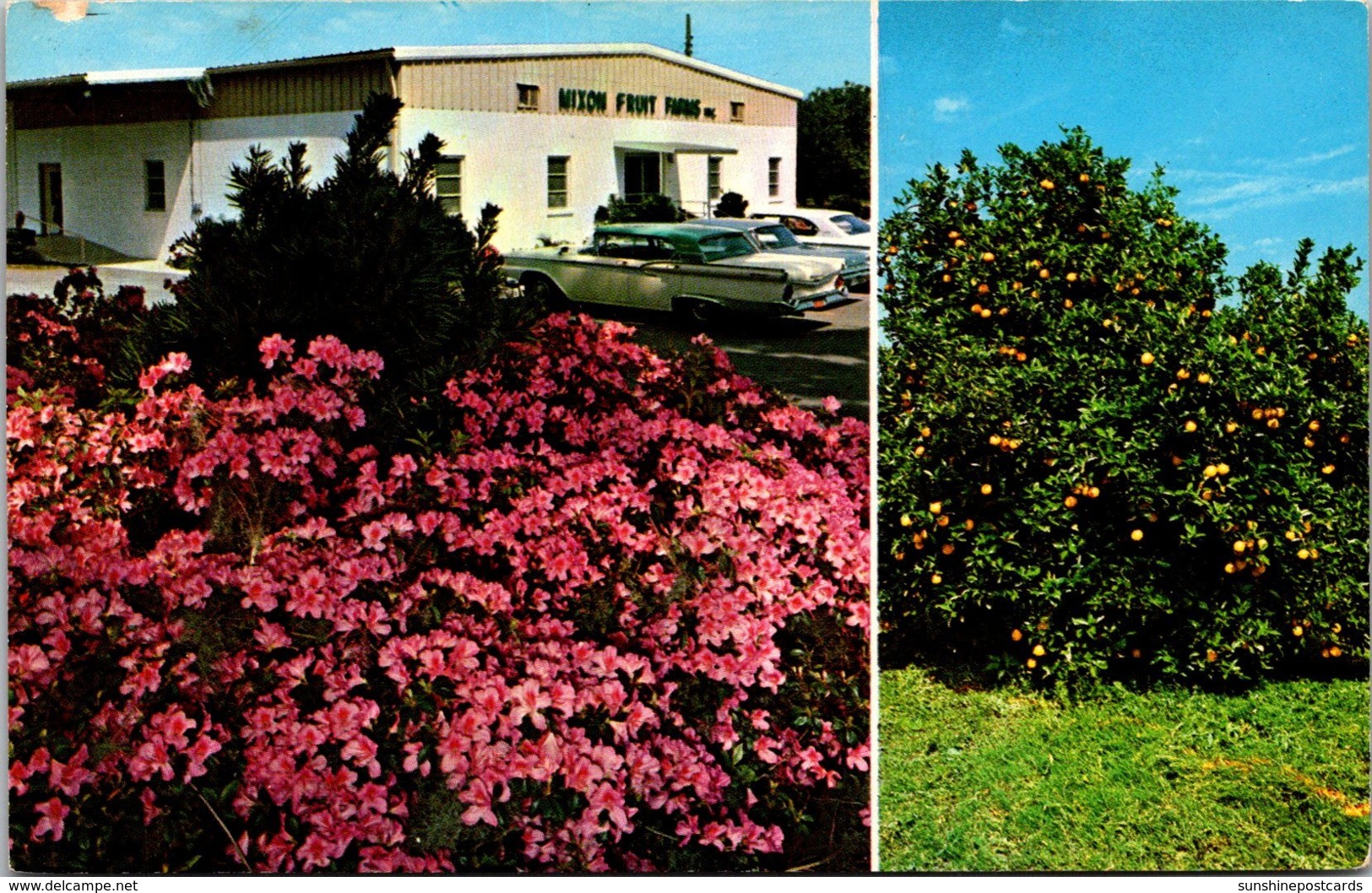 Florida Bradenton Mixon Fruit Farms - Bradenton