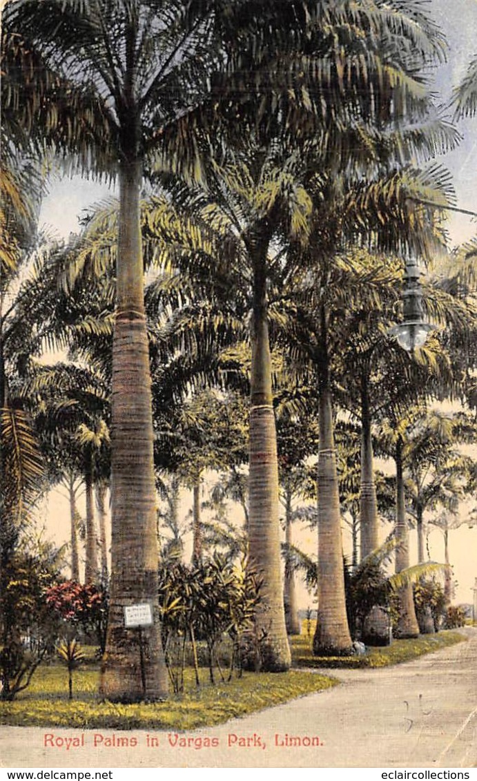 Costa Rica   .               Royal Palms In Vargas Park. Limon     (voir Scan) - Costa Rica