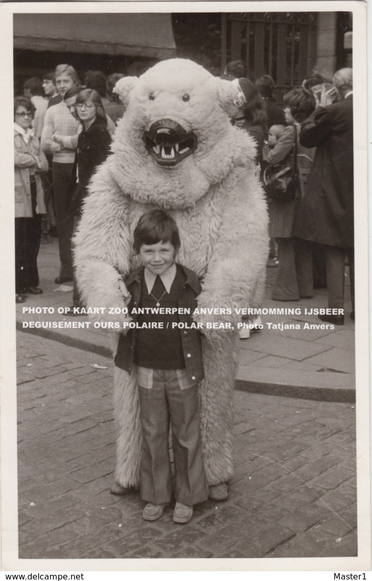 FOTO OP KAART ZOO ANTWERPEN ANVERS VERMOMMING IJSBEER, DEGUISEMENT OURS POLAIRE / POLAR BEAR, Photo Tatjana Anvers - Antwerpen