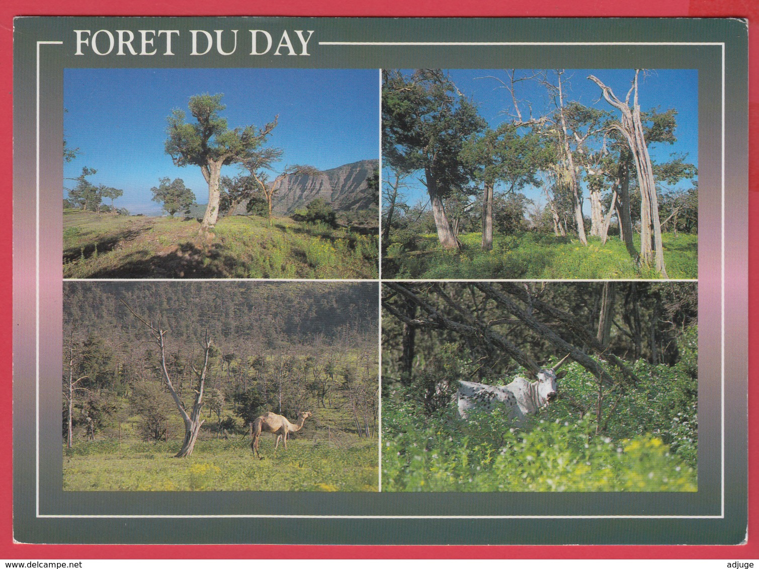 CP-DJIBOUTI- FORÊT Du DAY - Multivues ** 2 SCANS - Djibouti