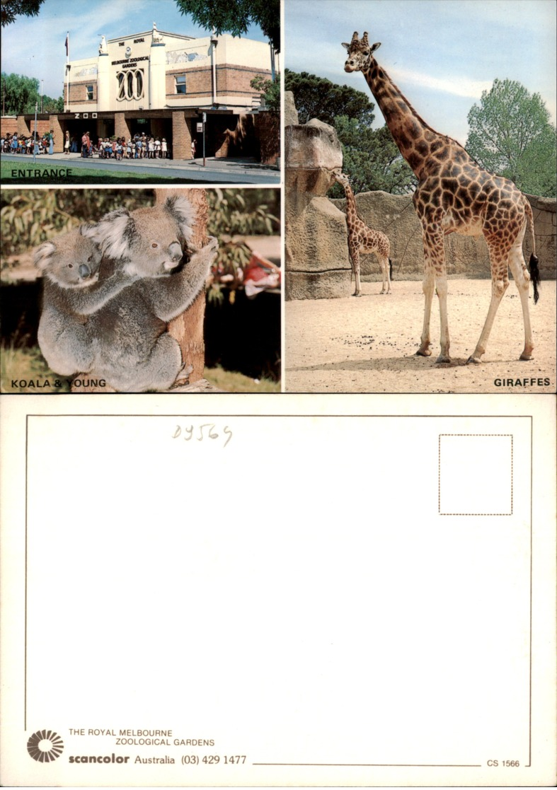 MELBOURNE ZOO,AUSTRALIA POSTCARD - Melbourne