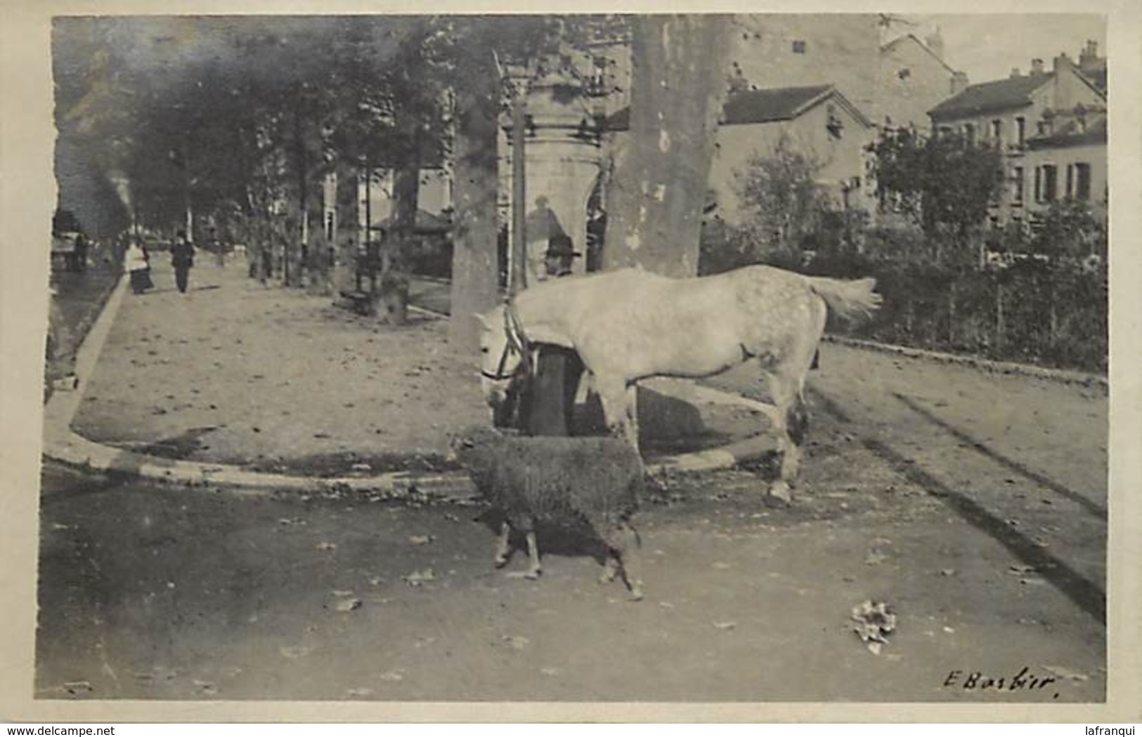 Themes Div-ref BB952- Carte Photo Non Située - Cheval Et Mouton - - Te Identificeren