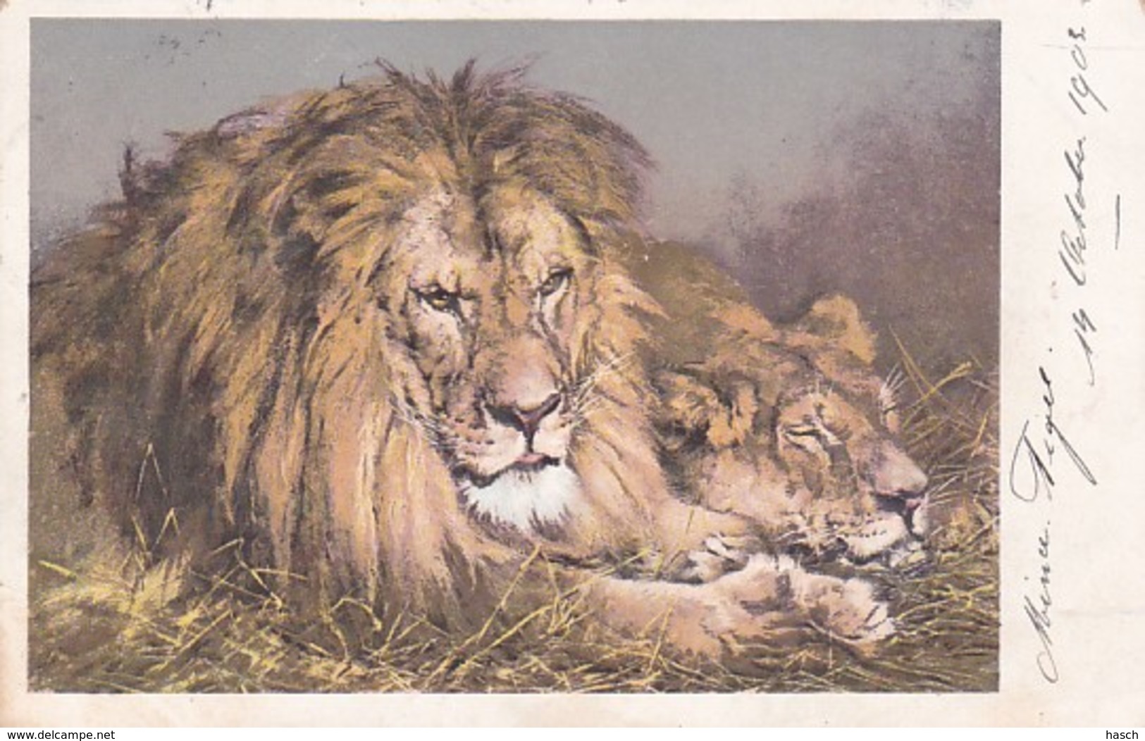 2511133Leeuw Met Leeuwin (poststempel 1903)(minuscule Vouwen In De Hoeken) - Lions