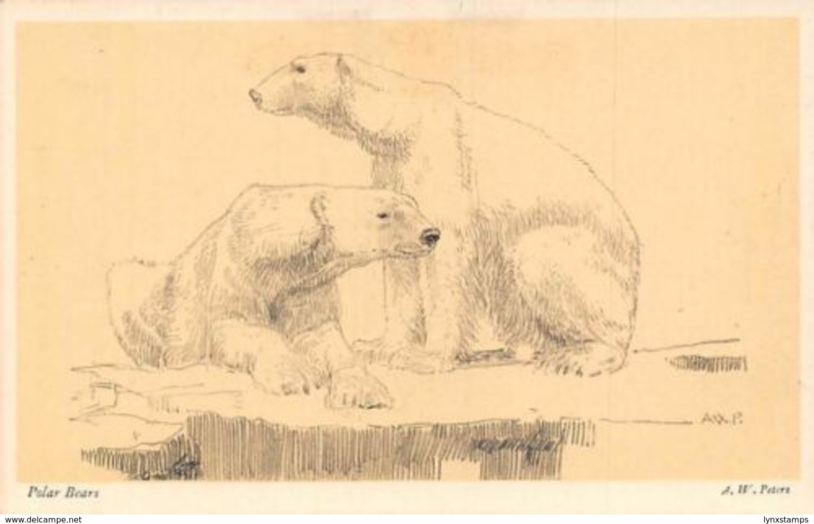 Polar Bears From "The Zoo" Sketch Book By A.W. Peters - Altri & Non Classificati