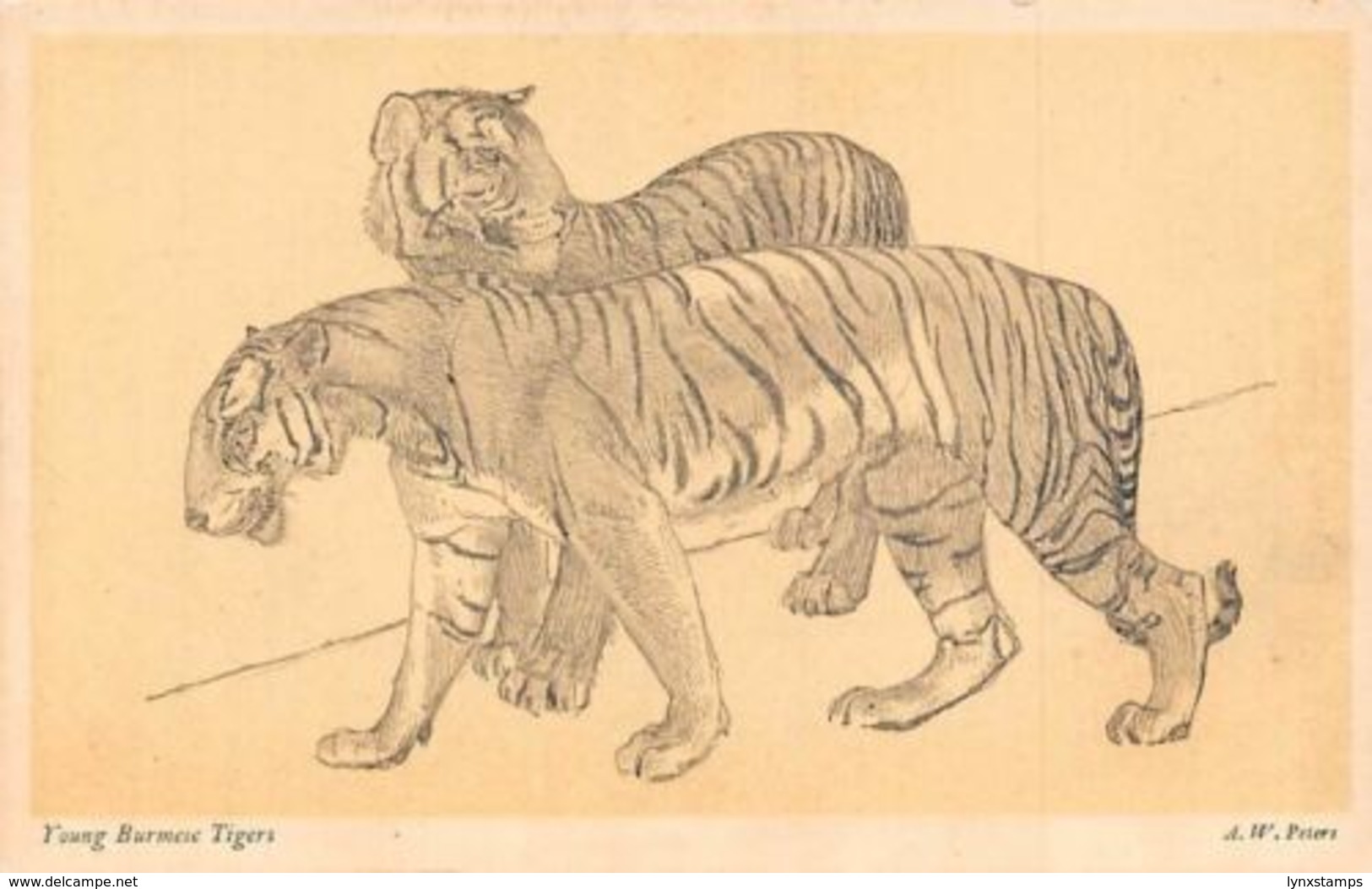 Young Burmese Tigers From "The Zoo" Sketch Book By A.W. Peters - Altri & Non Classificati