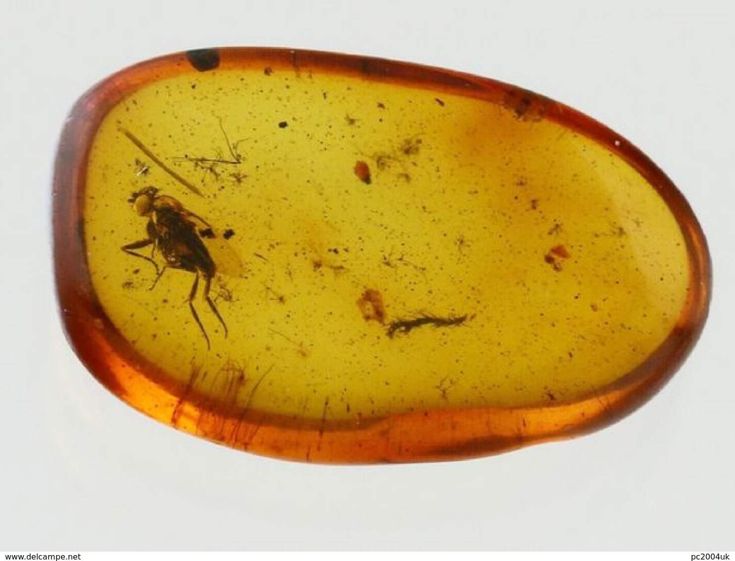 Insect In Baltic Amber - Phoridae - Scuttle Fly - 12×7×3 Mm. Free Shipping. Free Shipping - Archéologie