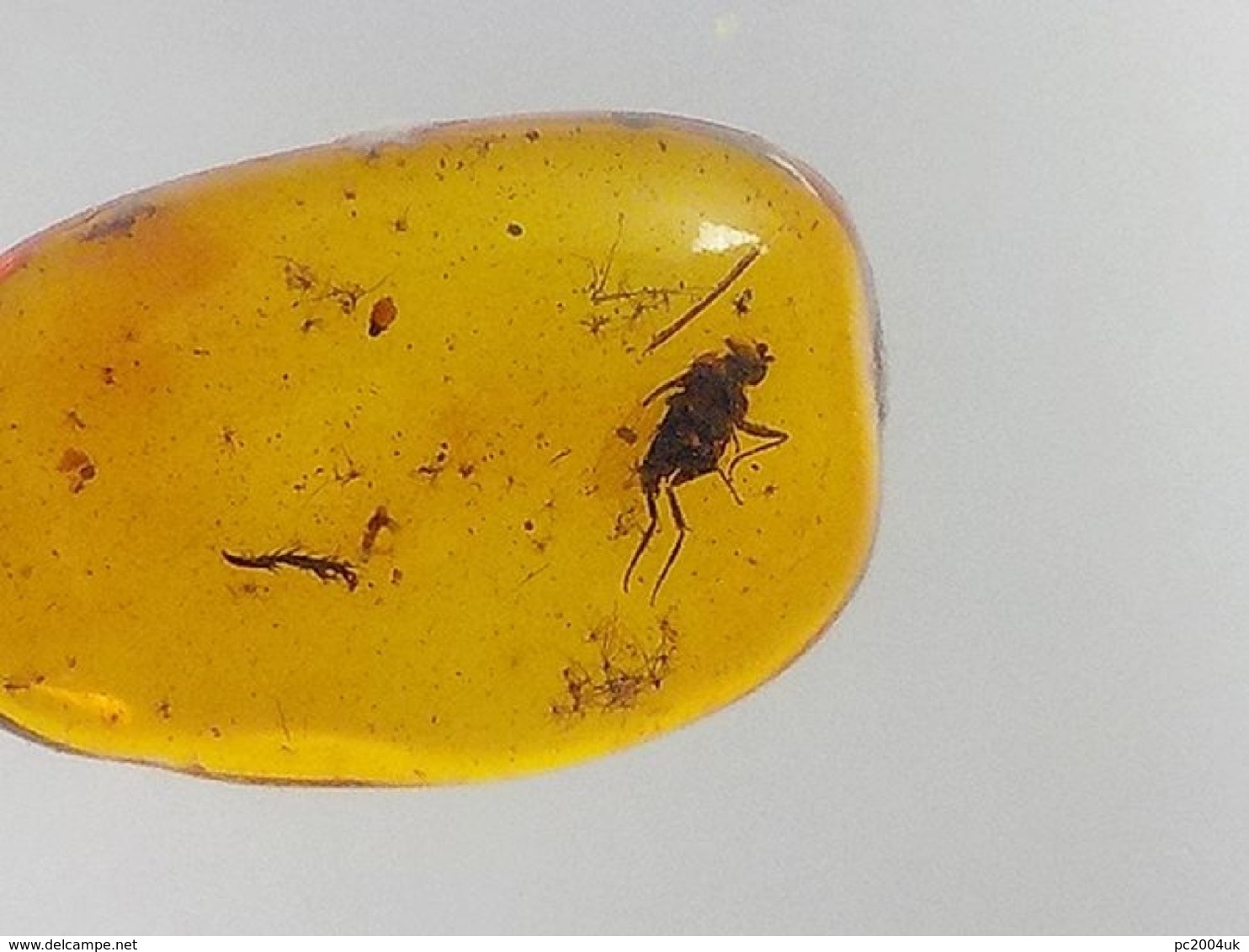 Insect in Baltic Amber - Phoridae - Scuttle Fly - 12×7×3 mm. Free shipping. Free shipping