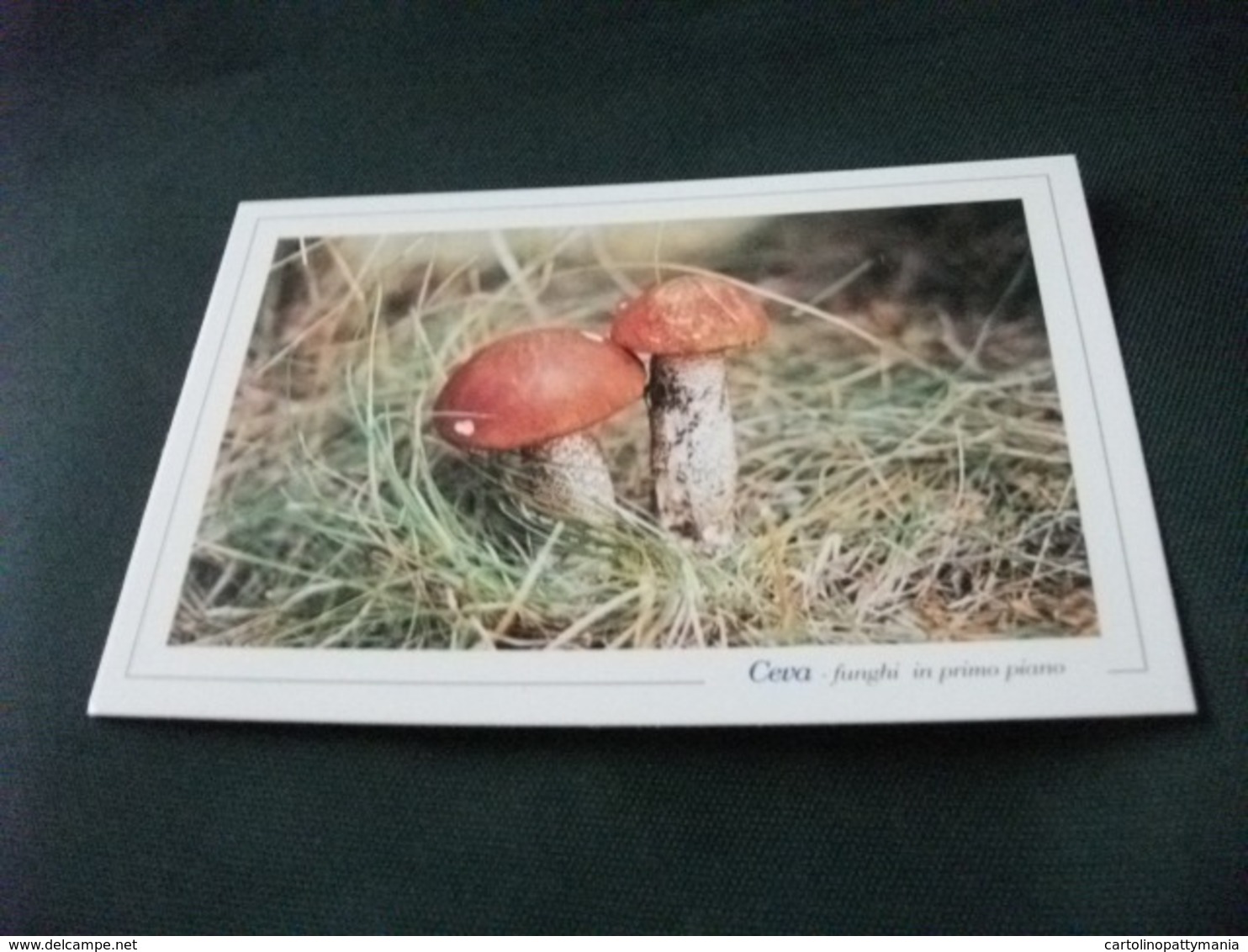 FUNGHI MUSHROOMS CHAMPIGNONS SETAS IN 1° PIANO  CEVA MOSTRA DEL FUNGO 2001 CUNEO PIEMONTE - Champignons