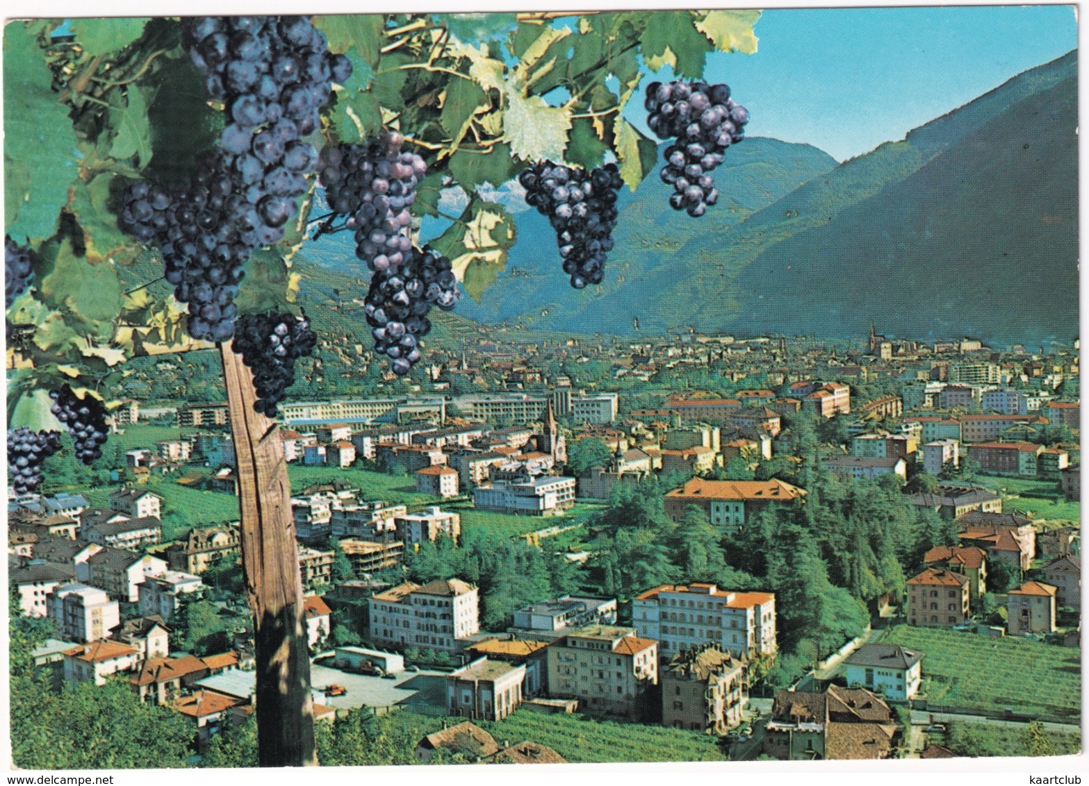 Bolzano - Bozen - Panorama  - (Grappoli D'uva Rossa / Red Grapes) - Bolzano (Bozen)