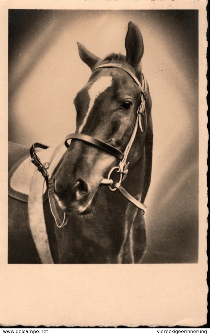 ! Ansichtskarte, Pferd, Horse, Cheval, Feldpost - Chevaux