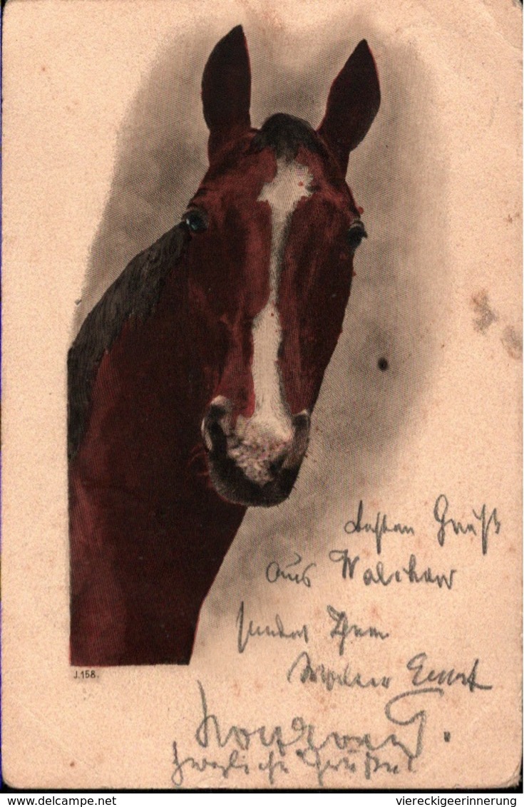 ! Alte Ansichtskarte, Pferd, Horse, Cheval, 1904, Dammkrug, Nachgebühr, Fehrbellin - Pferde