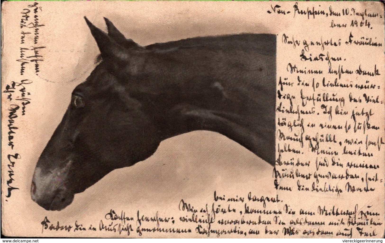 ! Alte Ansichtskarte, Pferd, Horse, Cheval, 1904 , Neuruppin, Fehrbellin - Pferde