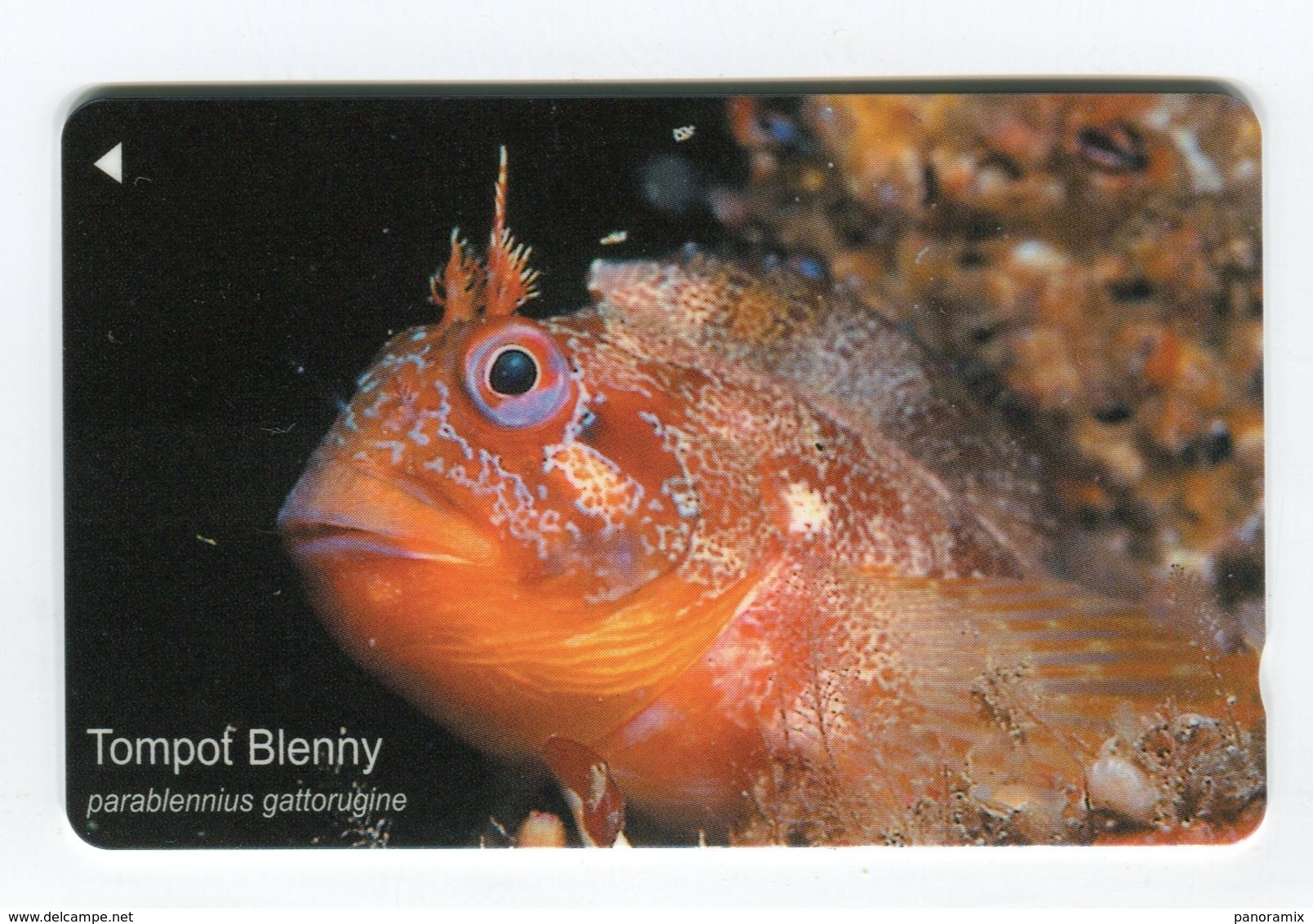 Telecarte °_  Jersey-poisson-Tompof Blenny-£2- R/V 9856 - [ 7] Jersey Und Guernsey