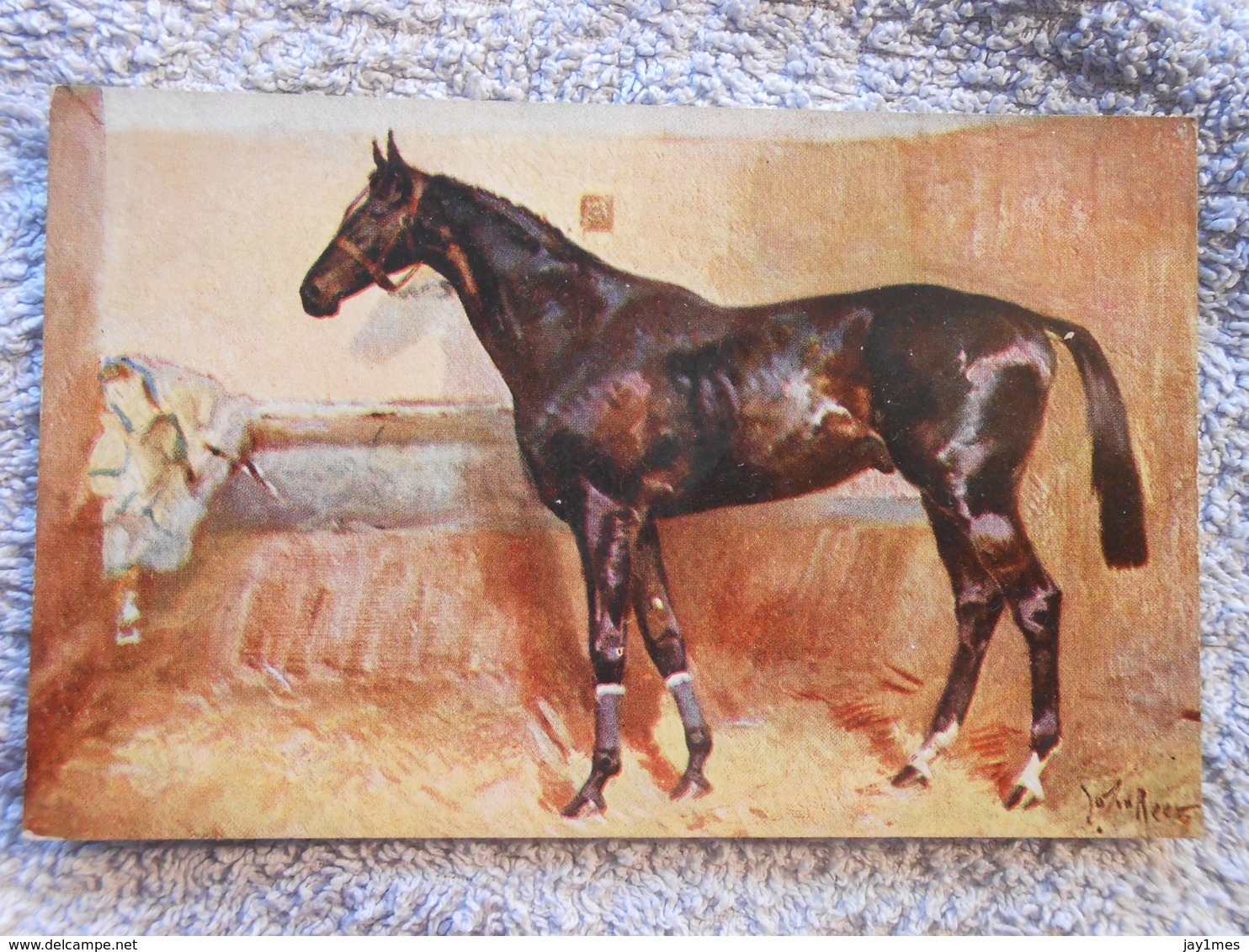 Cpa  Pferd / Horse / Cheval - Paarden