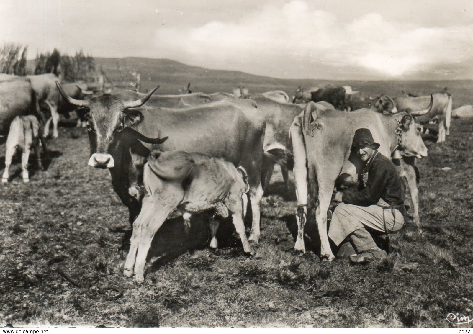 AUBRAC Et LAGUIOLE  ( 12 ) -  Cpsm, La Traite - Laguiole