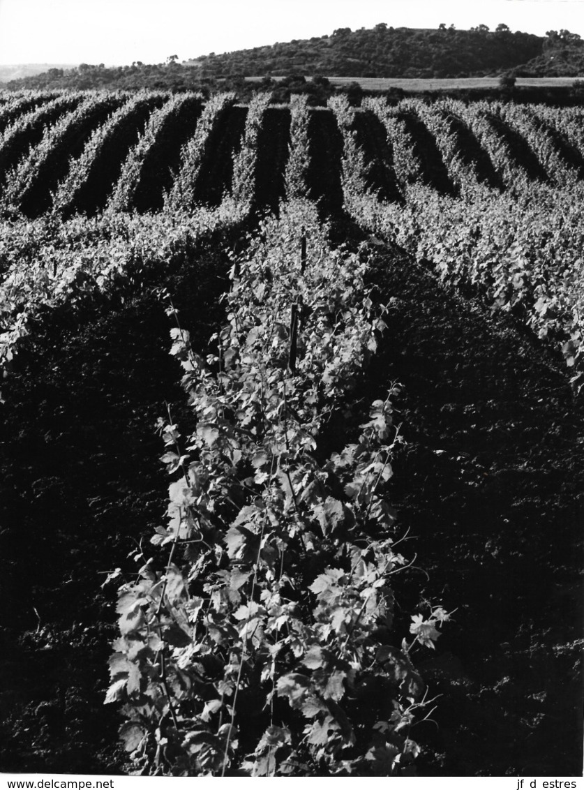 Photo Algérie. Vignobles En Oranie 1980. Photo Du Père G. Beeckmans - Afrika