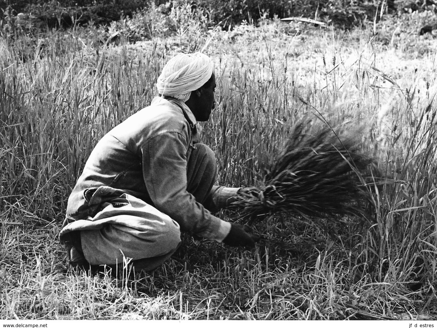 Photo Algérie. La Moisson Du Petit Paysan 1980. Photo Du Père G. Beeckmans - Afrika